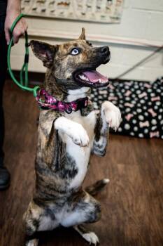 Athena -  Husky Dog for Adoption in Frankfort, New York - Athena | PetCurious
