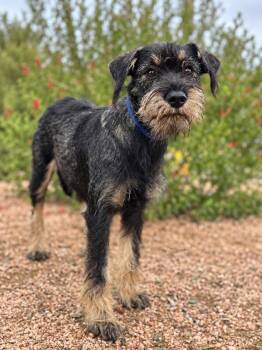 *Remi -  Terrier Dog for Adoption in Helotes, Texas - *Remi | PetCurious
