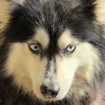 Sasha -  Pomsky Dog for Adoption in Oak Bluffs, Massachusetts - Sasha | PetCurious