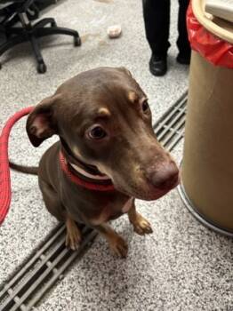 Rescue Mixed Breed Dogs for Adoption in West Chester, Pennsylvania - Bailey | PetCurious