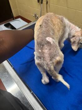 Blip (Nico Bean)Reed -  Beagle Dog for Adoption in Douglasville, Georgia - Blip (Nico Bean)Reed | PetCurious