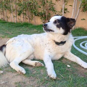 Border Collie Dogs Available for Adoption in New York, New York - Panda | PetCurious