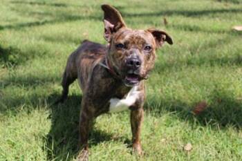 Prue -  Boxer and Mixed Breed Dog for Adoption in Kansas City, Missouri - Prue | PetCurious