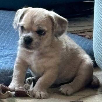 Rescue French Bulldog Dogs for Adoption in Graham, Washington - BUSTER | PetCurious