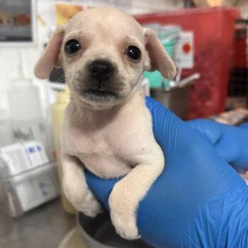 Apple Jacks -  Terrier Dog for Adoption in Edinburg, Texas - Apple Jacks | PetCurious