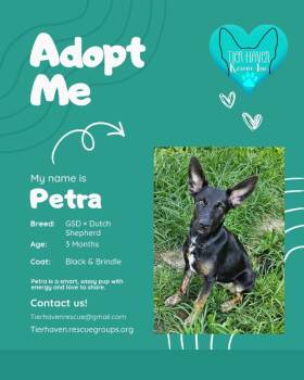 Petra -  Dutch Shepherd and German Shepherd Dog Dog for Adoption in Douglass Hills, Kentucky - Petra | PetCurious
