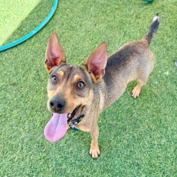 Rin -  Terrier Dog for Adoption in Agoura Hills, California - Rin | PetCurious