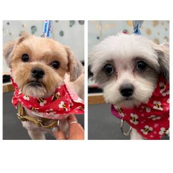 Honey and Munchkin Donut - Local Bonded Beauties -  Shih Tzu and Yorkie Poo Dog for Adoption in Andover, Massachusetts - Honey And Munchkin Donut - Local Bonded Beauties | PetCurious