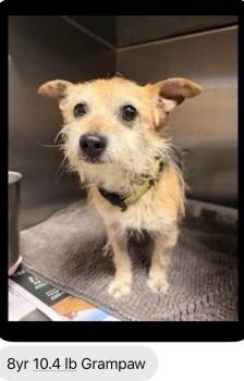 Dachshund and Yorkshire Terrier Dogs Available for Adoption in Columbia, Tennessee - Scooter  AKA Grand Paw AKA Grampaw | PetCurious