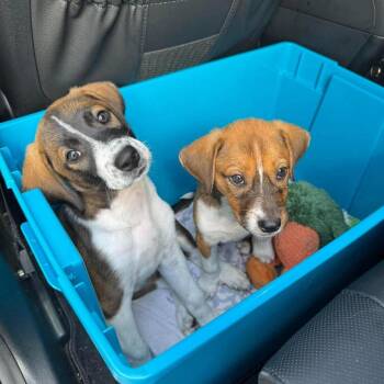 Shimmer *Arriving 9/26* D12503 -  Beagle and Labrador Retriever Dog for Adoption - Shimmer *Arriving 9/26* D12503 | PetCurious