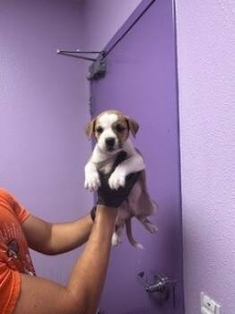 Rescue Mixed Breed Dogs for Adoption in El Paso, Texas - 59797935 | PetCurious