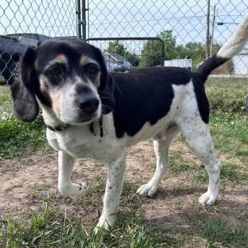 Mixed Breed Dogs Available for Adoption in Fredericksburg, Virginia - Goat | PetCurious