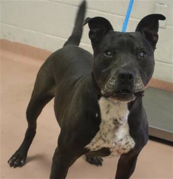 BO -  Mixed Breed Dog for Adoption in Columbia, South Carolina - BO | PetCurious