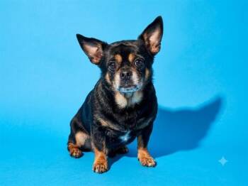 VIVA -  Mixed Breed Dog for Adoption in Jacksonville, Florida - VIVA | PetCurious