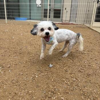 Mia -  Mixed Breed Dog for Adoption in Bentonville, Arkansas - Mia | PetCurious