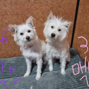 MIX and MAX -  West Highland White Terrier Westie Dog for Adoption in Springfield, Virginia - MIX And MAX | PetCurious