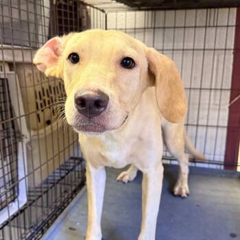 Zelda -  Labrador Retriever Dog for Adoption in Ardmore, Oklahoma - Zelda | PetCurious