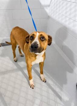 American Bulldog and Mixed Breed Dogs Available for Adoption in Winter Haven, Florida - A1264919 | PetCurious
