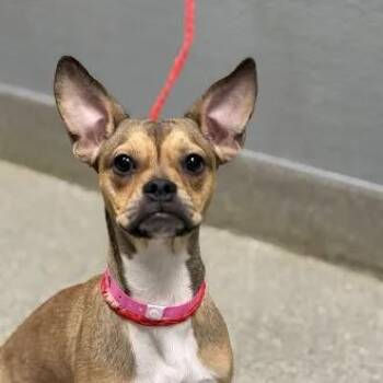 YIN -  Boston Terrier and Mixed Breed Dog for Adoption in Las Vegas, Nevada - YIN | PetCurious