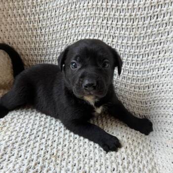 Volt -  Labrador Retriever and Mixed Breed Dog for Adoption - Volt | PetCurious