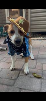 Chet - Fostered in Omaha -  Beagle and Boxer Dog for Adoption in Overland Park, Kansas - Chet - Fostered In Omaha | PetCurious