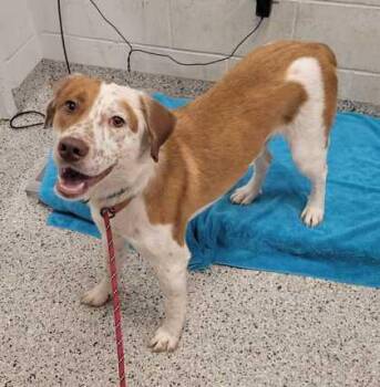 Huck Finn -  Mixed Breed Dog for Adoption in Kansas City, Missouri - Huck Finn | PetCurious