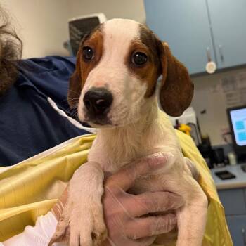 Mixed Breed Dogs Available for Adoption - Bow Tie | PetCurious