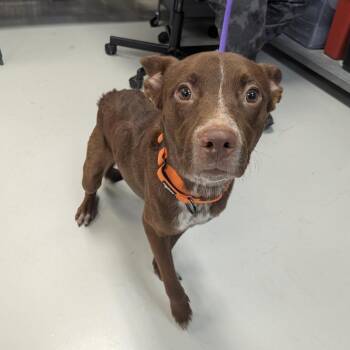 Dexter -  Mixed Breed Dog for Adoption in Houston, Texas - Dexter | PetCurious