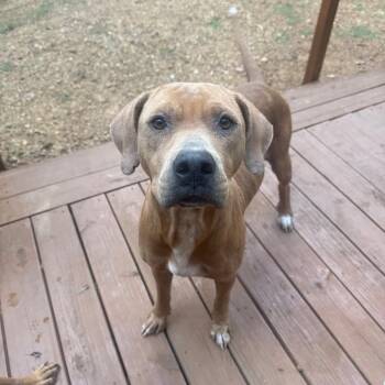 Marylou -  Hound and Mixed Breed Dog for Adoption in East St. Louis, Illinois - Marylou | PetCurious