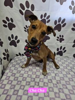 Rat Terrier Dogs Available for Adoption in Metairie, Louisiana - Cha Cha | PetCurious