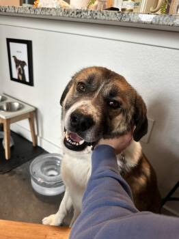 Saint Bernard and Great Pyrenees Dogs Available for Adoption - Pinto | PetCurious