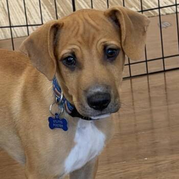 Malleus -  Beagle Dog for Adoption in Richmond, Virginia - Malleus | PetCurious