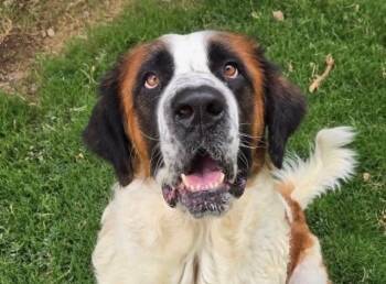 Madea -  Saint Bernard Dog for Adoption in Magnolia, Texas - Madea | PetCurious