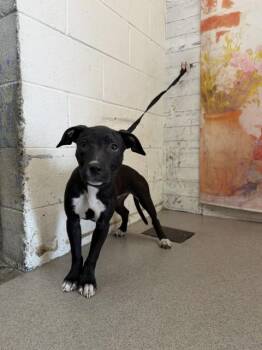 ASTRAEA -  Pit Bull Terrier Dog for Adoption in San Bernardino, California - ASTRAEA | PetCurious