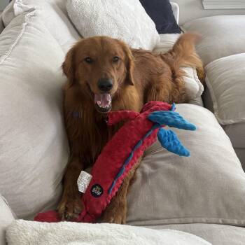 Flynn -  Golden Retriever Dog for Adoption in Fort Collins, Colorado - Flynn | PetCurious