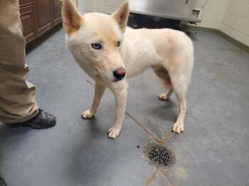 Rescue Husky Dogs for Adoption in Winder, Georgia - 2025-09-168 *Colmillo* | PetCurious