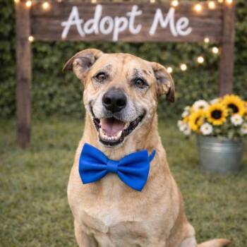 Matt -  Labrador Retriever and Mixed Breed Dog for Adoption in Lucas, Texas - Matt | PetCurious