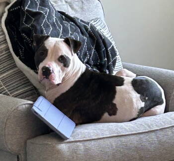 Rescue Pit Bull Terrier Dogs for Adoption in Rockville, Maryland - Clinton | PetCurious