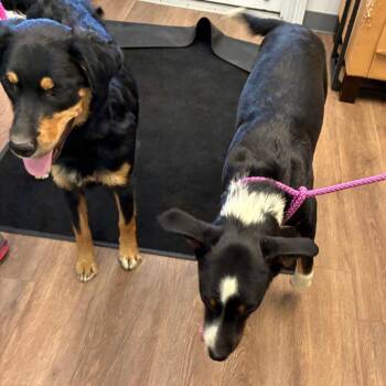 Con -  Australian Shepherd and Labrador Retriever Dog Available for Adoption in Morganfield, Kentucky - Con | PetCurious
