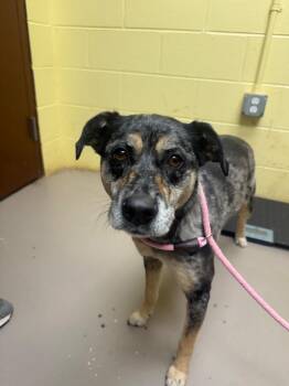 Australian Shepherd and Catahoula Leopard Dog Dogs Available for Adoption in Crossville, Tennessee - Tiki | PetCurious