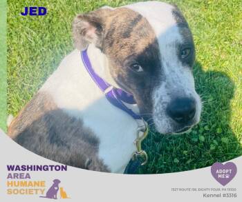 Jed -  Pit Bull Terrier Dog for Adoption in Eighty Four, Pennsylvania - Jed | PetCurious