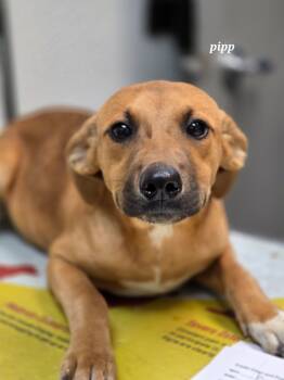 Rescue Beagle and Labrador Retriever Dogs for Adoption in Clinton, South Carolina - Pipp | PetCurious