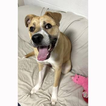 Harvey -  Great Pyrenees and American Bulldog Dog for Adoption in Harrisonburg, Virginia - Harvey | PetCurious