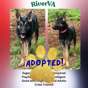 RiverVA -  German Shepherd Dog Dog for Adoption in Baltimore, Maryland - RiverVA | PetCurious