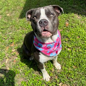 American Bully Dogs Available for Adoption in Corpus Christi, Texas - Dottie | PetCurious