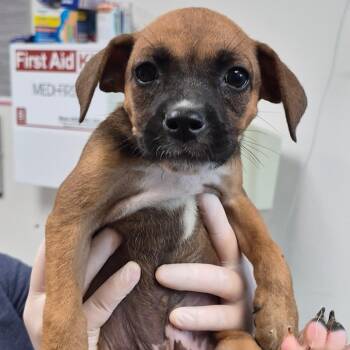 Beefy 5-Layer Burrito -  Retriever and Mixed Breed Dog for Adoption in Cleveland, Mississippi - Beefy 5-Layer Burrito | PetCurious