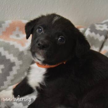 Guacamole -  Chihuahua and Mixed Breed Dog for Adoption in Cheyenne, Wyoming - Guacamole | PetCurious