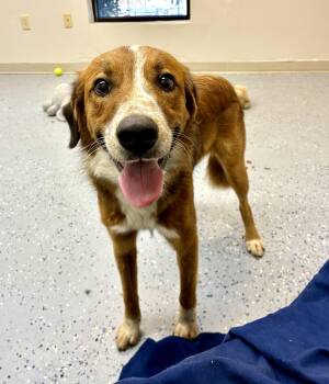 Rescue Collie Dogs for Adoption in Senatobia, Mississippi - Sebastian | PetCurious