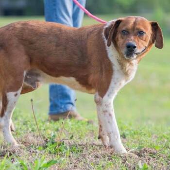 Collie and Shepherd Dogs Available for Adoption in Bartlett, Tennessee - Lilibeth | PetCurious
