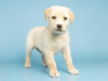 Pit Bull Terrier and Shar Pei Dogs Available for Adoption - BUBBLES | PetCurious